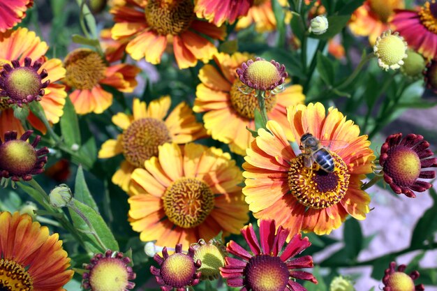 Fiore d'autunno con un'ape che raccoglie il nettare