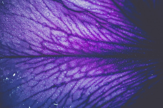 Fiore d&#39;epoca petunia