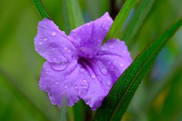 Fiore d'oro viola. gocce di rugiada su petali di fiori viola. Famiglia delle Acanthaceae. Ruellia angustifolia.