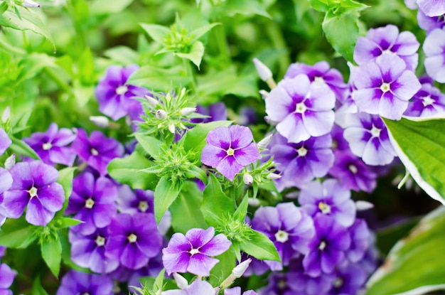 Fiore da giardino Phlox paniculate agosto la stagione della fioritura