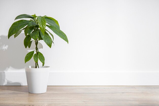 Fiore da interni in una pianta di avocado in vaso su un pavimento di legno sullo sfondo di un muro bianco