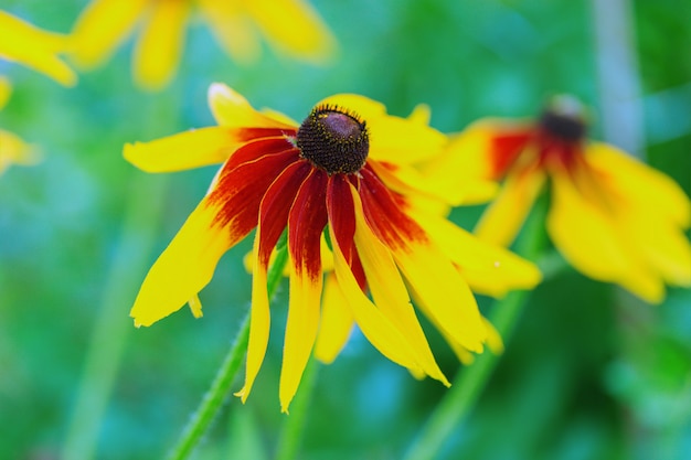 Fiore dagli occhi neri di rudbeckia susan