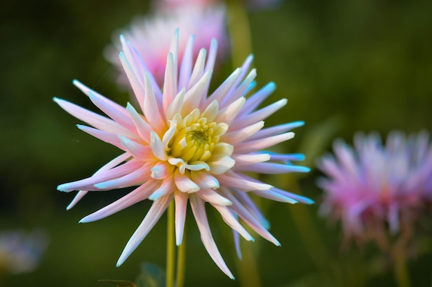 Fiore dalia rosa pastello