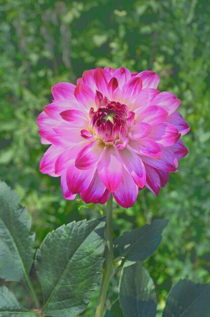 Fiore dalia singolo con sfondo della natura Fiori dalia viola sul cespuglio