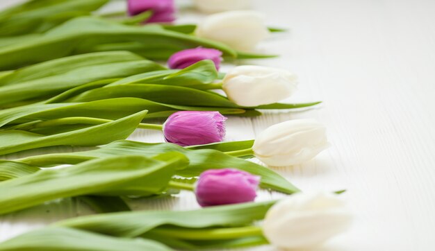 Fiore dei tulipani della primavera su fondo di legno. Tulipano, concetto di giardinaggio.