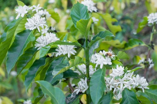 fiore del caffè sul fiore bianco dell&#39;albero del caffè