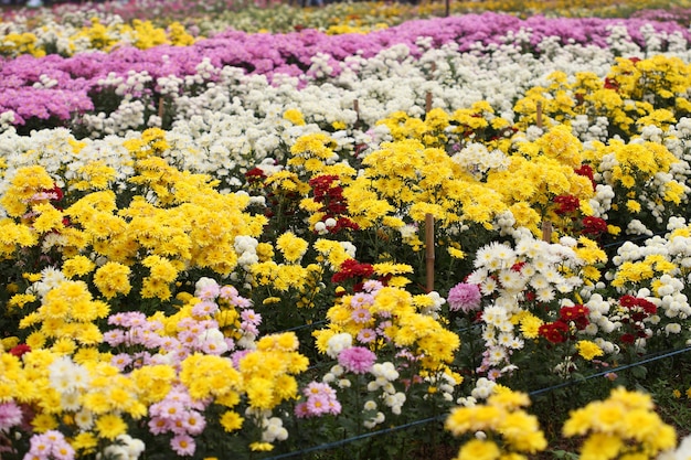 Fiore del crisantemo che fiorisce nel giardino