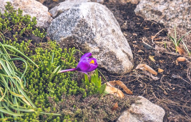 Fiore del croco in primavera