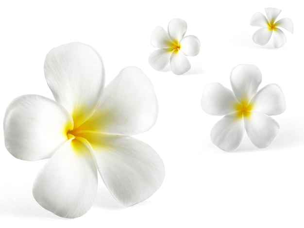 Fiore del frangipane isolato su bianco