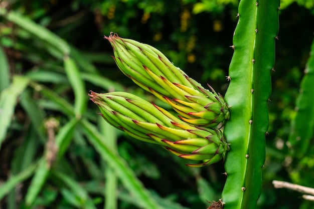 Fiore del frutto del drago