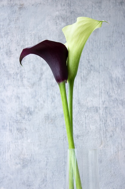 Fiore del giglio di Calla su una parete scura