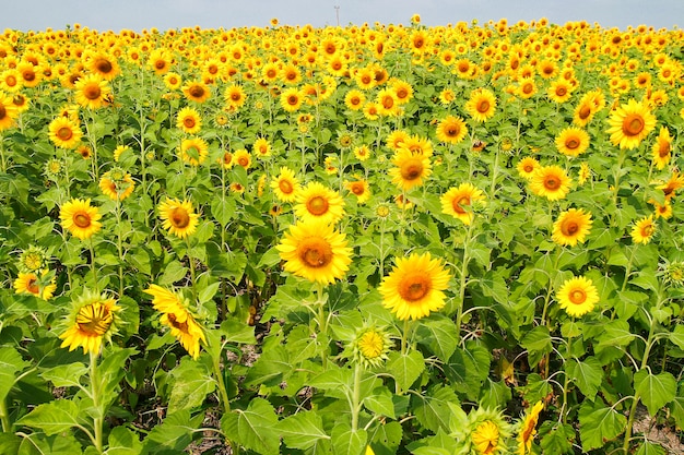 Fiore del girasole in estate con cielo blu