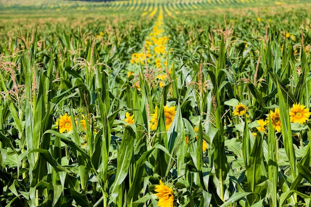 Fiore del gruppo di bel girasole annuale giallo nel campo dell'agricoltura per la coltivazione di semi oleosi in primo piano dell'Europa