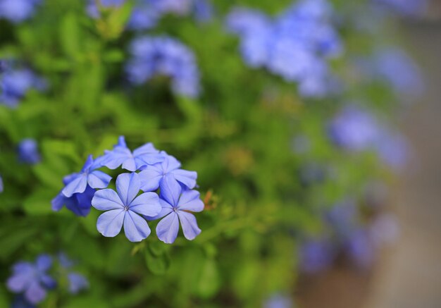 Fiore del leadwort del capo del primo piano (auriculata del Plumbago) nel giardino. Messa a fuoco selettiva