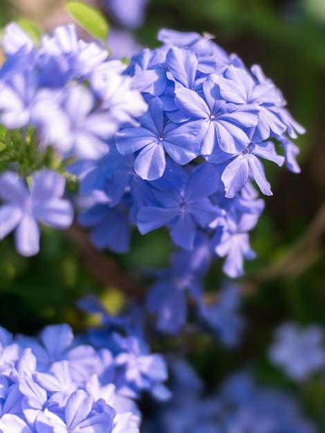 Fiore del leadwort del capo del primo piano