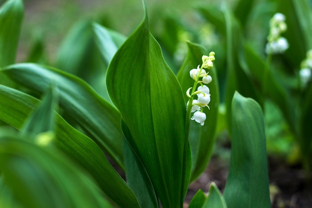 Fiore del mughetto nel giardino primaverile