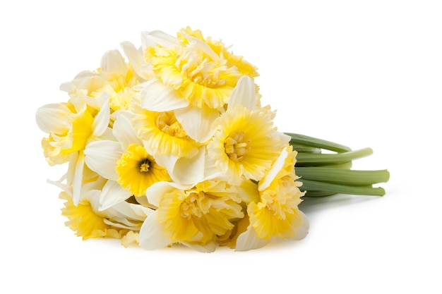 Fiore del narciso isolato su bianco