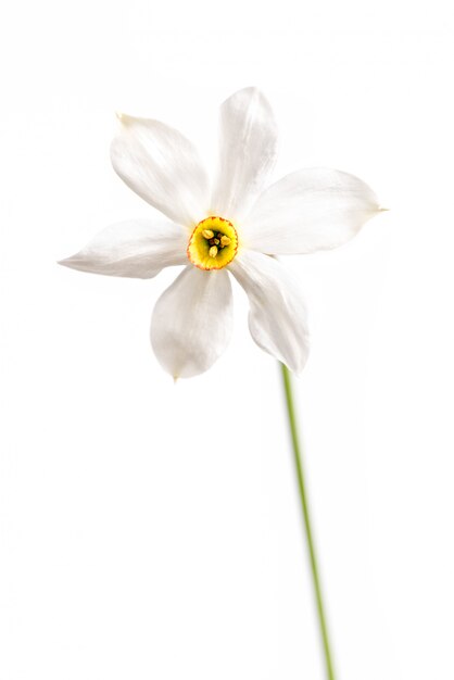 Fiore del narciso isolato su fondo bianco. Narciso giallo.