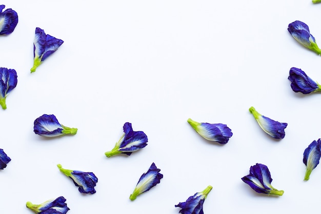 Fiore del pisello di farfalla su bianco