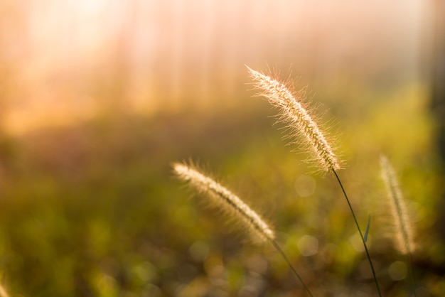 Fiore del prato con i raggi del sole, priorità bassa floreale.