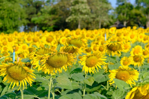 Fiore del sole che fiorisce nel giardino