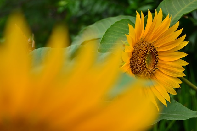 fiore del sole in giardino