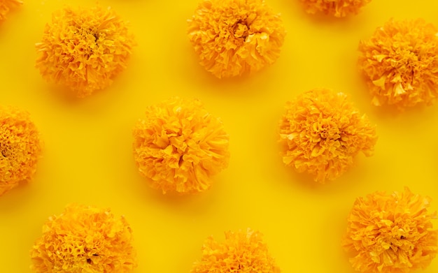 Fiore del tagete su colore giallo