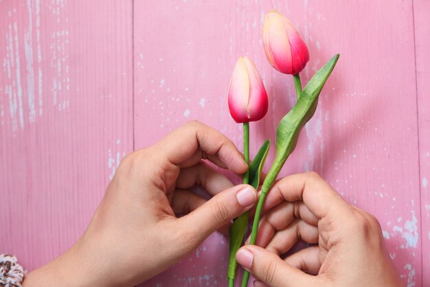 Fiore del tulipano della tenuta della mano delle donne sulla parete rosa.