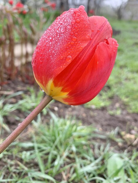 Fiore del tulipano in gocce di rugiada dopo la pioggia