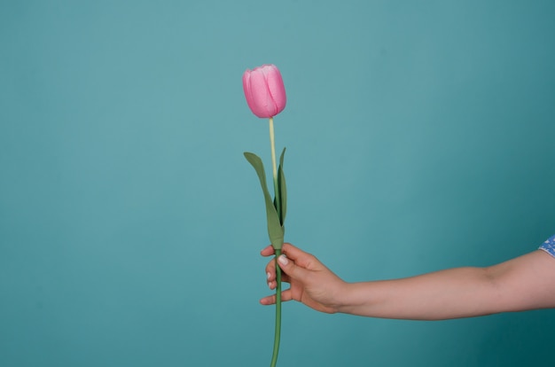 Fiore del tulipano in mano della donna isolata sull'azzurro