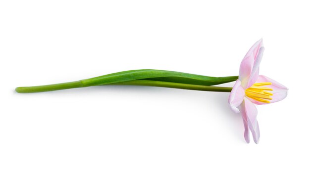 Fiore del tulipano isolato su priorità bassa bianca. Foto di alta qualità