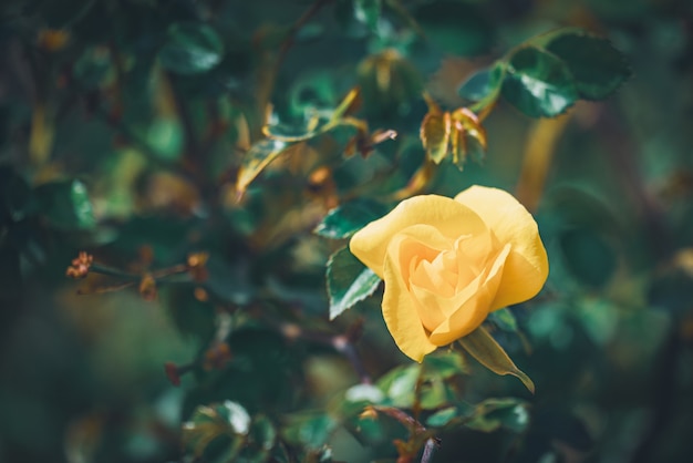 Fiore delicato di un cespuglio di rose di Bet Figueras