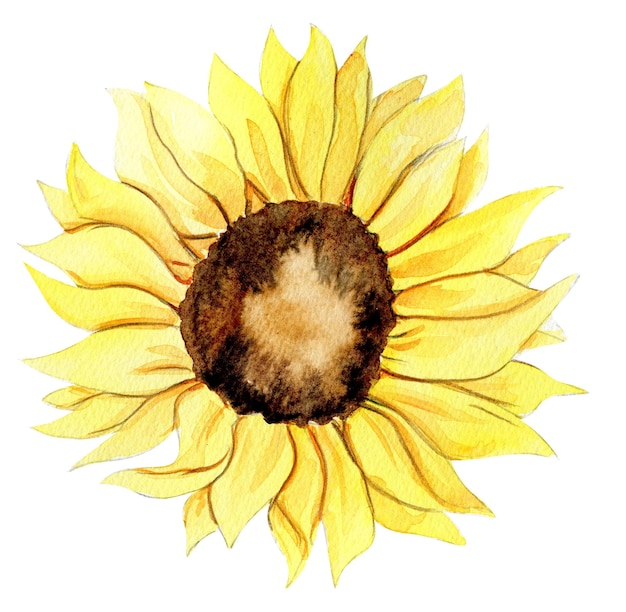 Fiore dell'acquerello del girasole