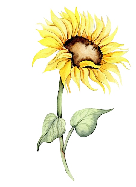 Fiore dell'acquerello del girasole