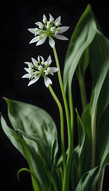 Fiore dell'aglio selvatico su uno sfondo nero isolato