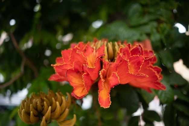 Fiore dell'albero dei tulipani africani Petali d'arancio primo piano tra foglie verdi Fiore lussureggiante con contorno giallo Fiore tropicale arancione di Spathodea campanulata