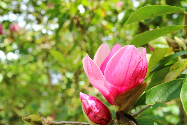 Fiore dell&#39;albero della magnolia con le foglie verdi vaghe in primavera ed ora legale.