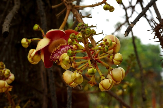 Fiore dell'albero della palla di cannone nel giardino