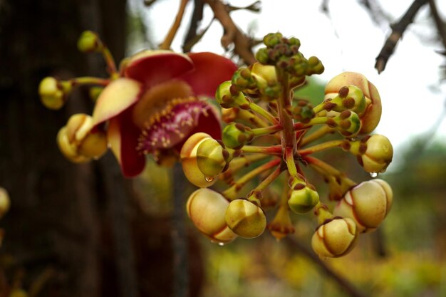 Fiore dell'albero della palla di cannone nel giardino