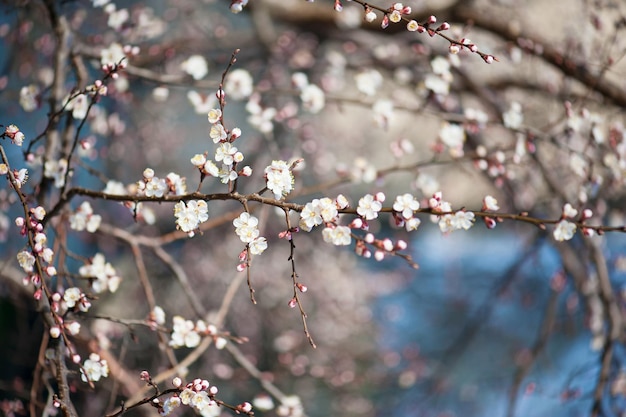 Fiore dell'albero di albicocca con boccioli che sbocciano a primavera, sfondo floreale retrò vintage