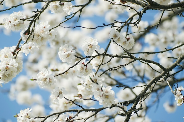 Fiore dell'albero di albicocca contro il cielo blu, fondo floreale stagionale della natura dei pantaloni a vita bassa dell'annata