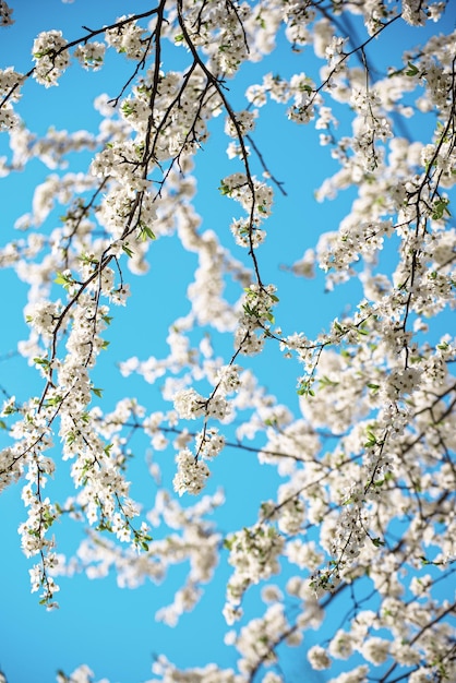 Fiore dell'albero di albicocca