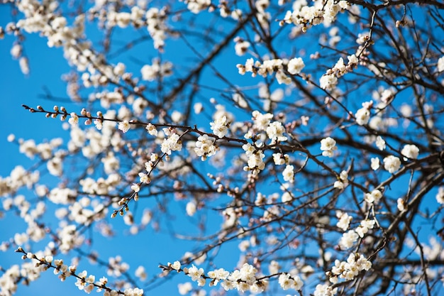 Fiore dell'albero di albicocca