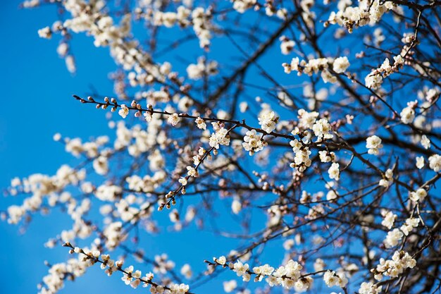 Fiore dell'albero di albicocca