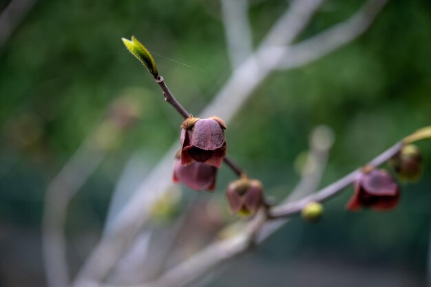 Fiore dell'albero di Asimina