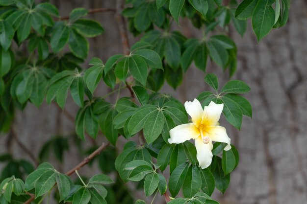 Fiore dell'albero di baobab