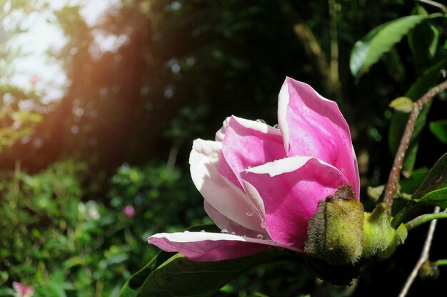 Fiore dell'albero di magnolia con foglie verdi sfocate in primavera e in estate