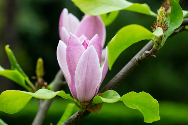 Fiore dell'albero di magnolia in primavera teneri fiori rosa che bagnano al sole il caldo clima di aprile