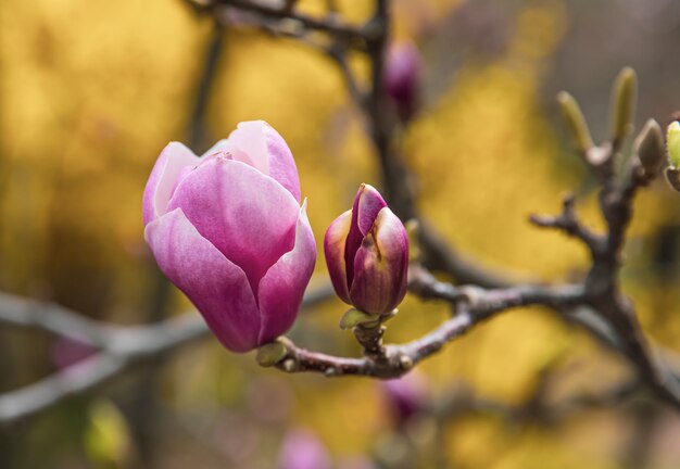 Fiore dell'albero di magnolia