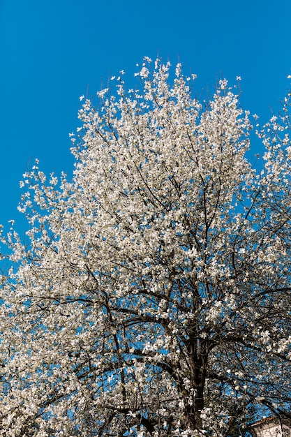 Fiore dell'albero di magnolia